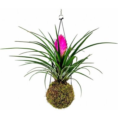 Gardners Kokedama Tillandsia Anita (M) Tilandsie, Kykatka 1 ks – Zboží Mobilmania