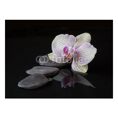 WEBLUX 107550516 Fototapeta vliesová Orchid and stones in water with reflectio Orchidej a kameny ve vodě s reflexí rozměry 100 x 73 cm – Zboží Mobilmania