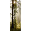 Tapety AG design FTNVL-3712 vliesová fototapeta Morning Forest rozměry 90 x 270 cm