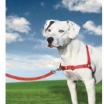 Postroj pro psy proti tahání EasyWalk - červené / M – Zboží Dáma