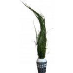 Eleocharis vivipara - Bahnička živorodá – Zboží Dáma