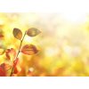 Tapety WEBLUX Samolepka fólie Beautiful colorful autumn natural background panorama. Orange autumn foliage on blurred gold background glows in sunlight outdoors in nature. Templ 200 x 144 cm