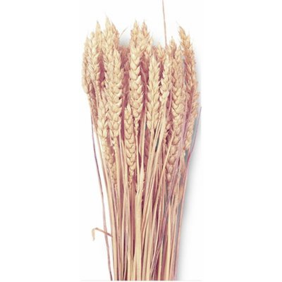 Dekorace sušiny TRITICUM-PŠENICE hladká 40g – Hledejceny.cz