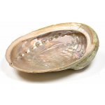 Nefertitis Abalon mušle leštěná vykuřovací miska L 16 až 18 cm NF19944 - cca 16,5 až 18 cm – Zboží Dáma