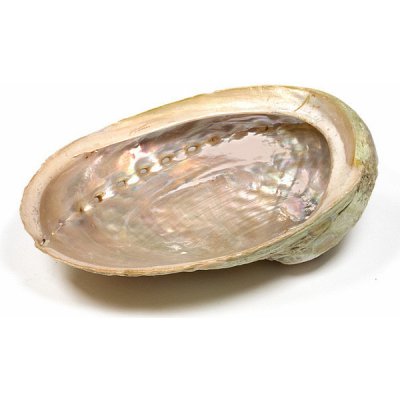Nefertitis Abalon mušle leštěná vykuřovací miska L 16 až 18 cm NF19944 - cca 16,5 až 18 cm – Zboží Dáma