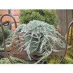 Jalovec polehlý modrý Juniperus horizontalis 'Icee Blue' 30-40 cm květináč 3,7 l – Hledejceny.cz