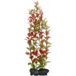 Tetra Ludwigia repens - Red Ludwigia 30 cm – Hledejceny.cz