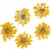 Zdobení nehtů Sušené květy na nehty Yellow 5 ks
