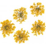 Starnails Sušené květy na nehty Yellow 5 ks – Zboží Mobilmania