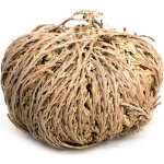 Lucky Reptile růže z Jericha – Hledejceny.cz