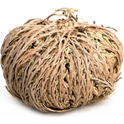 Lucky Reptile růže z Jericha – Hledejceny.cz