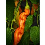 Semena Sugar Rush Stripey – Zboží Dáma