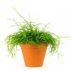 Květina Gardners Rhipsalis mix, průměr 10,5 cm Rhipsalis, věšák