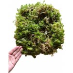 Repter Rašeliník živý 30 x 30 x 8 cm, 500 g – Sleviste.cz