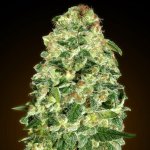 00 Seeds Bank AUTO California Kush semena neobsahují THC 5 ks – Zboží Dáma