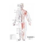 Schéma - Topografie akupunkturních bodů 1. 2. 3 – Zboží Mobilmania