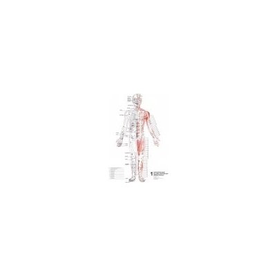 Schéma - Topografie akupunkturních bodů 1. 2. 3 – Zboží Mobilmania