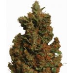 Nirvana Orange Bud semena neobsahují THC 10 ks – Zboží Dáma