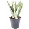 Květina Tchýnin jazyk, Sansevieria trifasciata Moonshine, průměr květináče 14 cm