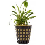 Cryptocoryne nevillii – Zboží Dáma