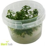 Hottonia palustris – Sleviste.cz