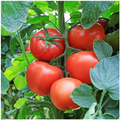 Rajče Tornado F1 - Solanum lycopersicum - semena rajčete - 20 ks – Zboží Dáma