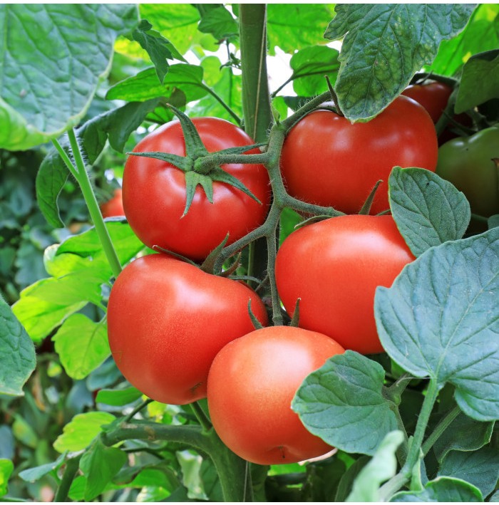 Rajče Tornado F1 - Solanum lycopersicum - semena rajčete - 20 ks