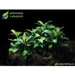 Bucephalandra Green Velvet – Zboží Dáma