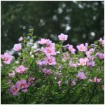 Ibišek syrský fialový - Hibiscus syriacus - prodej semen - 12 ks – Zboží Dáma