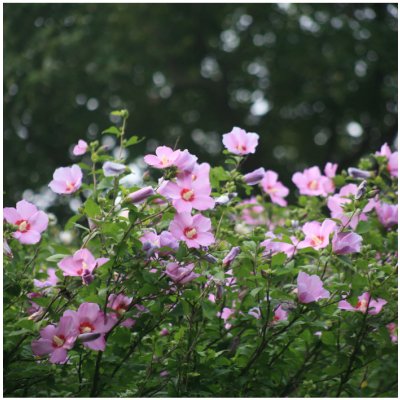 Ibišek syrský fialový - Hibiscus syriacus - prodej semen - 12 ks – Zboží Dáma