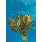 Echinodorus Dschungelstar Nr. 2 Kleiner Bär – Hledejceny.cz