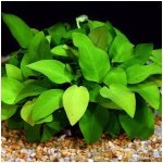 Anubias barteri var. nana Golden – Zboží Dáma