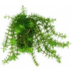 Bacopa myriophylloides – Sleviste.cz
