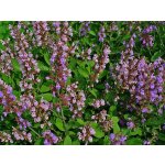 Hadek Šalvěj lékařská 10 ml – Hledejceny.cz