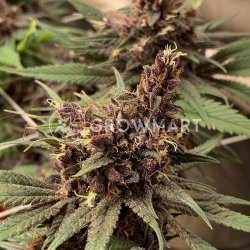 Dutch Passion PURPLE #1 REGULARsemena neobsahují THC 10Ks