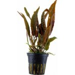 Cryptocoryne usteriana - Kryptokoryna kalatkolistá – Zboží Dáma
