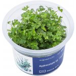 Hydrocotyle sp. Japan – Zbozi.Blesk.cz