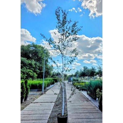 MULTIFLORA Bříza himalájská 'Doorenbos' 400-450cm "Betula utilis Doorenbos" – Hledejceny.cz