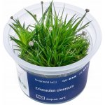 Eriocaulon cinereum – Zbozi.Blesk.cz