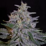 G13 Labs Seeds Blue Venom semena neobsahují THC 5 ks – Zboží Dáma G13 Labs Seeds Blue Venom semena neobsahují THC 5 ks – Zboží Dáma