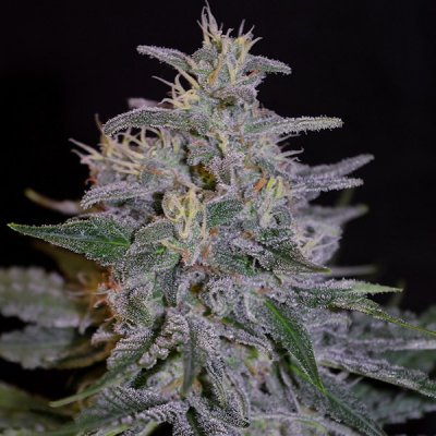 G13 Labs Seeds Blue Venom semena neobsahují THC 5 ks – Zboží Dáma G13 Labs Seeds Blue Venom semena neobsahují THC 5 ks – Zboží Dáma