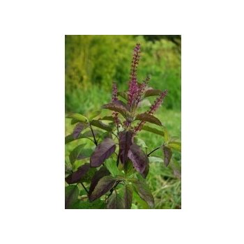 Bazalka posvátná Tulsi BIO (Ocimum sanctum) - semena bazalky 1 g S0181