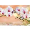 Tapety WEBLUX Samolepka fólie - 74704907 orchidea cíl horizontal rozměry 145 x 100 cm