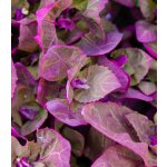 BIO Lebeda zahradní - Atriplex hortensis - bio semena lebedy - 40 ks – Zboží Mobilmania