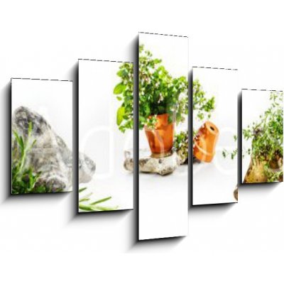 Obraz 5D pětidílný - 150 x 100 cm - Marjoram, oregano, rosemary garden herbs set Majoránka, oregano, rozmarýnové zahradní byliny