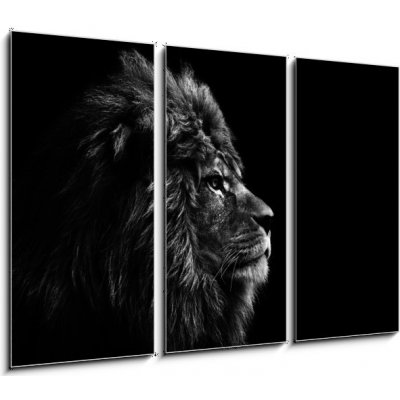 Obraz 3D třídílný - 105 x 70 cm - Stunning facial portrait of male lion on black background in bla Ohromující obličej portrét lva na černém pozadí v bla