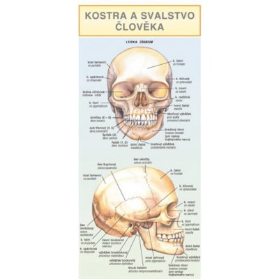 Kostra a svalstvo člověka - skládačka – Zboží Mobilmania