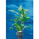 Hygrophila corymbosa Stricta – Zboží Dáma