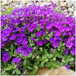 Tařička zahradní fialová Aubrieta hybrida osivo tařičky 200 ks – Hledejceny.cz