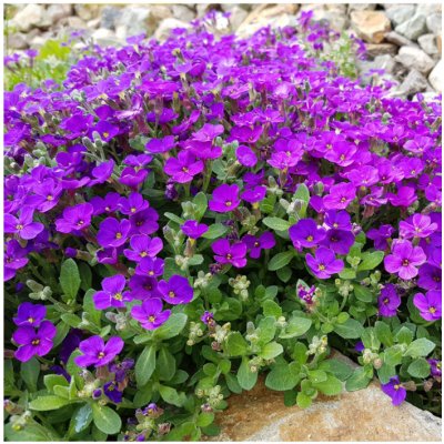 Tařička zahradní fialová Aubrieta hybrida osivo tařičky 200 ks – Hledejceny.cz